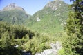 Lush New Zealand forest with distant bush clad hills Royalty Free Stock Photo