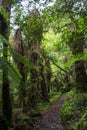 Lush New Zealand forest trail Royalty Free Stock Photo