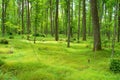 Lush Northwoods Forest