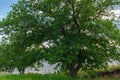 Lush oak crown inside.A lone oak in a field. Branches and oak leaves close-up.Green oak leaves on the branches