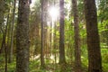 A lush old-growth Estonian boreal forest with sun shining