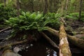 A lush old-growth forest by a small stream with large and green ferns