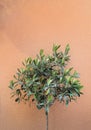 Lush olive tree against terracotta stone wall Royalty Free Stock Photo