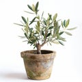 A lush olive tree in a rustic pot, isolated on white, symbolizing peace and growth. Royalty Free Stock Photo