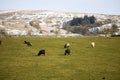 Lush open field with grazing sheep and birds in the sky Royalty Free Stock Photo