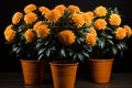 Lush orange Chrysanthemums in oversized pots amidst darkness space for captions