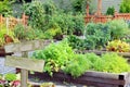 Vegetable and herb garden. Royalty Free Stock Photo