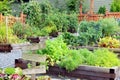 Vegetable and herb garden. Royalty Free Stock Photo