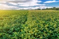 Lush organic potato field at sunset Royalty Free Stock Photo