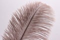 Lush ostrich feather on white background. Decorative elements. Nature textures.