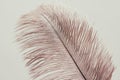 Lush ostrich feather on white background. Decorative elements. Nature textures. Royalty Free Stock Photo