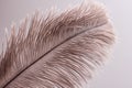 Lush ostrich feather on white background. Decorative elements. Nature textures.