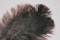 Lush ostrich feather on white background. Decorative elements. Nature textures.