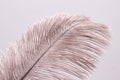 Lush ostrich feather on white background. Decorative elements. Nature textures.