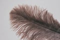 Lush ostrich feather on white background. Decorative elements. Nature textures.