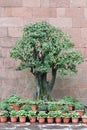 Bonsai Royalty Free Stock Photo