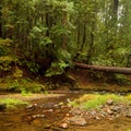 Lush Pacific Temperate Forest