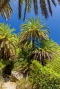 Lush palm forest and a small river leading to a sandy beach Preveli, Crete, Greece Royalty Free Stock Photo