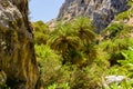 Lush palm forest and a small river leading to a sandy beach Preveli, Crete, Greece Royalty Free Stock Photo