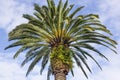 Palm tree on a background of blue sky bottom view Royalty Free Stock Photo