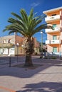 Lush palm tree on a sunny day at Bosa Marina, Sardinia, Italy