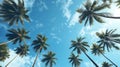 Tropical Palm Trees Against Clear Blue Sky Royalty Free Stock Photo