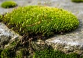 A lush patch of green moss covers the edge of a stone surface Royalty Free Stock Photo