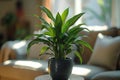 Lush peace lily plant in a textured black pot on a cozy home table