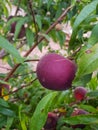 Lush Peach Fruits Hanging on Branch Royalty Free Stock Photo