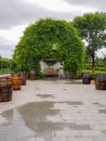 Lush pergola covered in grape vines at the Changyu vineyard estate in Yantai, the largest Chinese wine producer