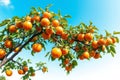 Lush Persimmon Tree Under Blue Sky Royalty Free Stock Photo