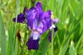 Lush petals of deep violet color iris flower among blurry blades of green grass and herbs on meadow in bright sunlight.