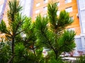 Lush pine branches and buds in the courtyard against the background of the facade of a residential building with commercial Royalty Free Stock Photo