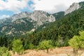 Lush pine forest on a mountain range Royalty Free Stock Photo