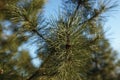 Lush pine tree branch closeup, sunny day, selective focus