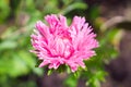 Lush pink aster flower in the summer