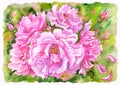 Lush pink climbing roses, watercolor painting