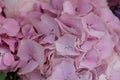 Lush Pink Hydrangea Bloom, Delicate Petals Royalty Free Stock Photo