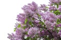 Lush pink lilac branch Royalty Free Stock Photo