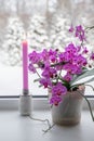 Lush pink orchids flowers in pots growing on window sill in winter indoors. Royalty Free Stock Photo