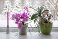 Lush pink orchids flowers in pots growing on window sill in winter indoors. Royalty Free Stock Photo