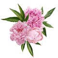 Lush pink peonies bouquet with leaves, hand drawn