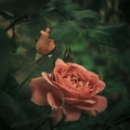 Lush pink rose flower closeup. Bush flowers grow in the summer garden. Side view, close up Royalty Free Stock Photo