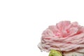 Lush pink rose isolated on white backgr Royalty Free Stock Photo