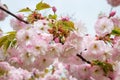 Lush pink sakura blooming on a rainy spring day. Cherry branch with flowers and small leaves. Nature and botany, plants with pink