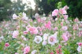 A Lush of Pink and White Hollyhocks Royalty Free Stock Photo