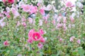 A Lush of Pink and White Hollyhocks Royalty Free Stock Photo