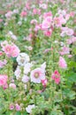 A Lush of Pink and White Hollyhocks Royalty Free Stock Photo