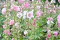 A Lush of Pink and White Hollyhocks Royalty Free Stock Photo