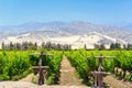 Lush Pisco Vineyard in Peru